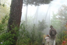 Visita a la Mayor Colección de Árboles y Arbustos de la Península . Centro de Educación Ambiental Arboreto Luis Ceballos, Sendas 3, Actividades Niños, planes niños, talleres niños, Madrid, San Lorenzo de El Escorial