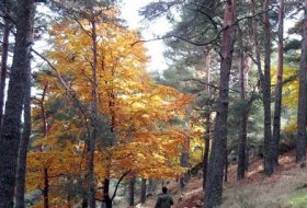  Senda “el agua en Abantos”. Centro de Educación Ambiental Arboreto Luis Ceballos, Sendas, Actividades Niños, planes niños, talleres niños, Madrid, San Lorenzo de El Escorial