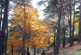  Testing fotográfico de biodiversidad virtual “Habitantes del Arboreto y del monte Abantos”. Centro de Educación Ambiental Arboreto Luis Ceballos, Sendas, Actividades Niños, planes niños, talleres niños, Madrid, San Lorenzo de El Escorial
