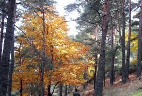 Juegos de educación ambiental “¡Que risa da aprender!”. Centro de Educación Ambiental Arboreto Luis Ceballos, Sendas, Actividades Niños, planes niños, talleres niños, Madrid, San Lorenzo de El Escorial