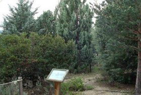 Senda por el parque nacional “Hojas, flores, pinchos y mucho más”. Centro de Educacion Ambiental, Manzanares, Sendas 12, Actividades Niños, Planes Niños, Talleres Niños, Madrid, Manzanares el Real