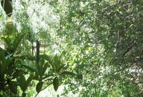 Turismo a tu ritmo “Historia y leyendas de la Cartuja”. Centro de Educacion Ambiental Puente del perdón, Sendas 5, Actividades Niños, Planes Niños, Talleres Niños,Madrid, Rascafría