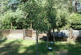 Visita libre al Arboreto Giner de los Ríos. Centro de Educacion Ambiental Puente del perdón, Visitas 3, Actividades   Niños, Planes Niños, Talleres Niños, Madrid, Rascafría