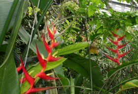 Taller para niños: Pinchos y trampas. Real Jardín Botánico. Actividades para niños. Planes para niños. Madrid