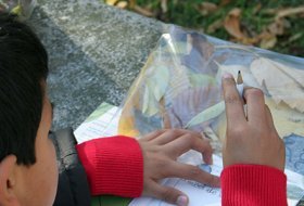 Taller para niños: Descubre los bosques. Real Jardín Botánico. Actividades para niños. Planes para niños. Madrid