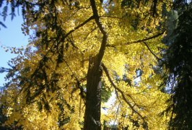 Del árbol al bosque. Real Jardín Botánico