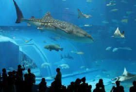 Visita en familia: Acuario Inbursa. Acuario Inbursa. Actividades para niños. Planes para niños. Ciudad de México, DF Miguel Hidalgo