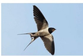 Taller para niños: Experimentárea de aves. Museo Nacional De Ciencias Naturales. Actividades para niños. Planes para niños. Madrid