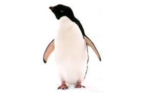 Taller para niños: Pingüinos en la nieve. Museo Nacional De Ciencias Naturales. Actividades para niños. Planes para niños. Madrid