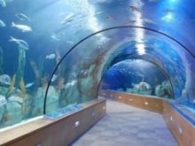 Acuario Inbursa. Actividades para niños. Planes para niños. Infantil. Ciudad de México, DF Miguel Hidalgo Acuario Inbursa. Actividades para niños. Planes para niños. Infantil. Ciudad de México, DF Miguel Hidalgo