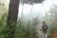 Visita a la Mayor Colección de Árboles y Arbustos de la Península . Centro de Educación Ambiental Arboreto Luis Ceballos, Sendas 3, Actividades Niños, planes niños, talleres niños, Madrid, San Lorenzo de El Escorial