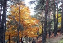  Testing fotográfico de biodiversidad virtual “Habitantes del Arboreto y del monte Abantos”. Centro de Educación Ambiental Arboreto Luis Ceballos, Sendas, Actividades Niños, planes niños, talleres niños, Madrid, San Lorenzo de El Escorial