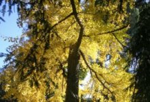 Del árbol al bosque. Real Jardín Botánico