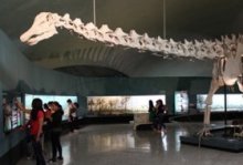 Visita en familia: Recorrido. Museo de Historia Natural y Cultura Ambiental. Actividades para niños. Planes para niños. Ciudad de México, DF Miguel Hidalgo