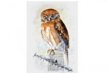 Taller para niños: Curso de dibujo naturalista. Museo Nacional De Ciencias Naturales. Actividades para niños. Planes para niños. Madrid